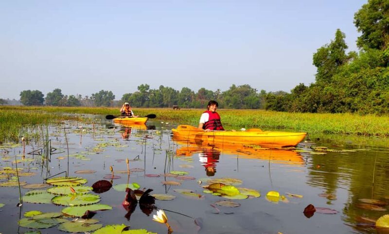 Goa Kayaking : Backwaters and Mangrove Kayaking Experience - Key Points