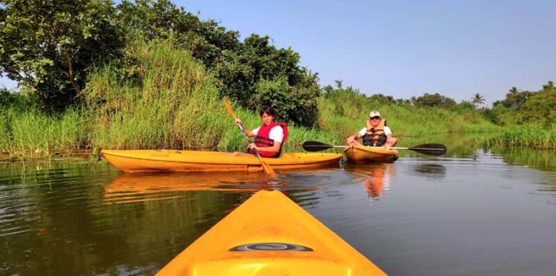 Goa Kayaking : Backwaters and Mangrove Kayaking Experience - A Detailed Look at the Backwaters and Mangrove Kayaking Tour