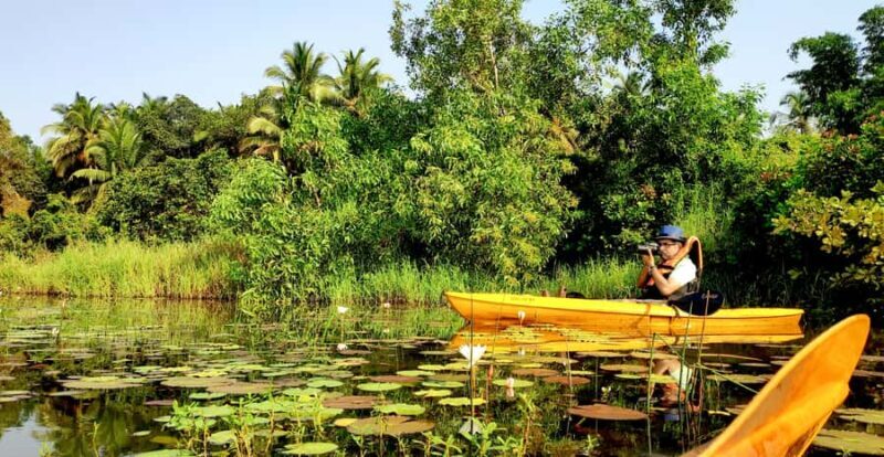Goa Kayaking : Backwaters and Mangrove Kayaking Experience - The Verdict: Is It Worth It?