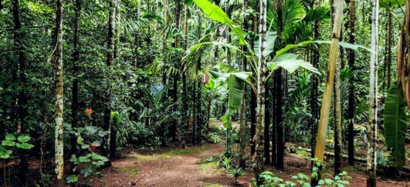 Goa: Spice Plantation Tour and Traditional Local Lunch - Authentic Insights from Travelers