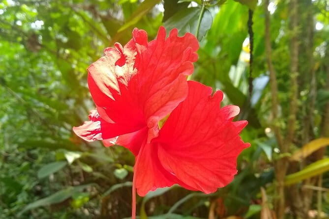 Goan Village Life Tour - What’s Included and What’s Not