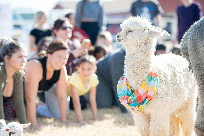 goat-and-alpaca-yoga-in-arizona-2