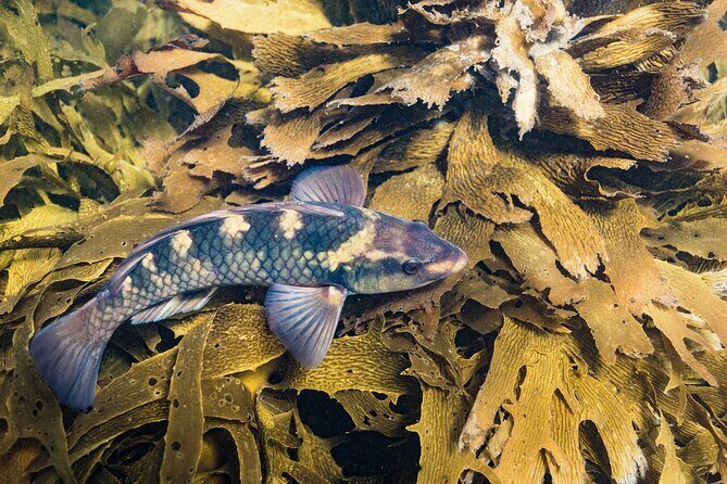 Goat Island Experience Advanced Snorkel Tour - Why Reviewers Are Loving This Tour