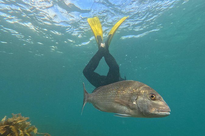 Goat Island Experience Advanced Snorkel Tour - Final Thoughts: Who Will Love the Goat Island Advanced Snorkel Tour?