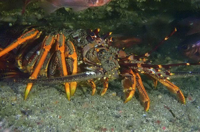 Goat Island Experience Advanced Snorkel Tour - Frequently Asked Questions