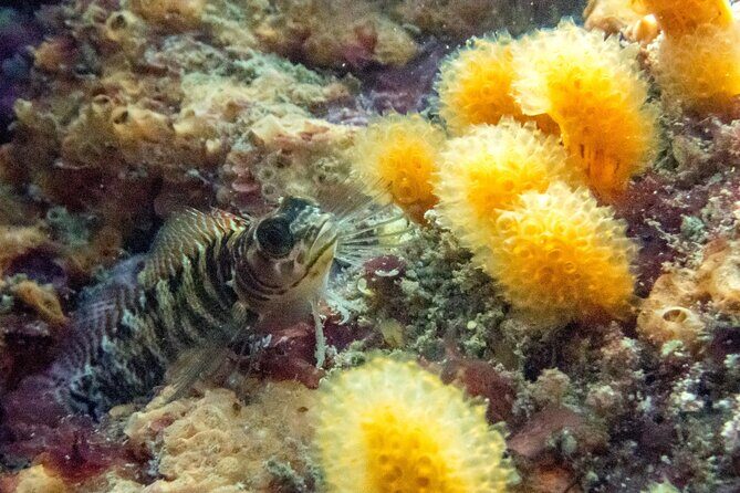 Goat Island Experience Guided Boat Dive - Real Insights from Reviews and Guides