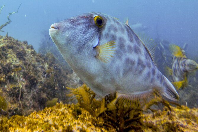Goat Island Experience Guided Boat Dive - FAQs