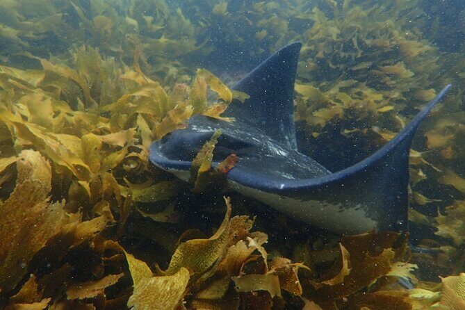 Goat Island Experience Guided Boat Snorkel Tour - FAQs