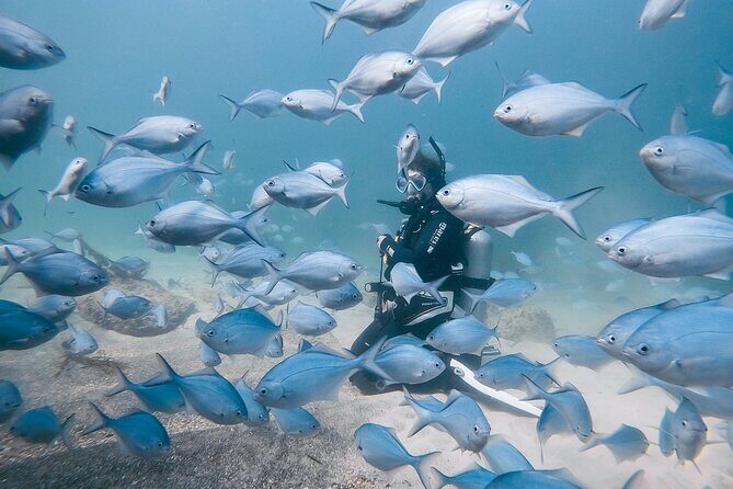 Goat Island Experience Guided Shore Dive - An In-Depth Look at the Goat Island Shore Dive Experience