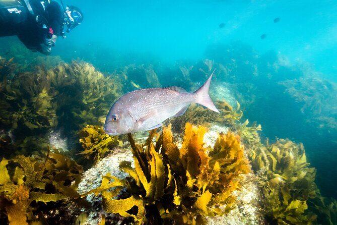 Goat Island Experience Guided Shore Dive - The Value of Price and Booking