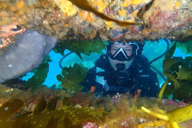 Goat Island Experience Guided Shore Dive - Practical Tips for Your Dive Day
