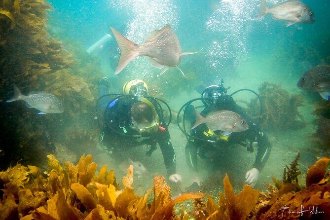 Goat Island Experience Guided Shore Dive - Final Thoughts