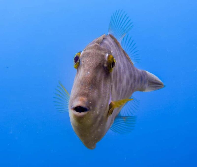Goat Island Guided Snorkeling Tour for Beginners - An In-Depth Look at the Goat Island Snorkeling Tour