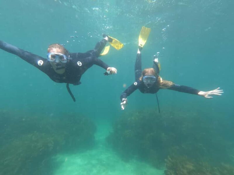 Goat Island Guided Snorkelling Tour For Advanced - Key Points
