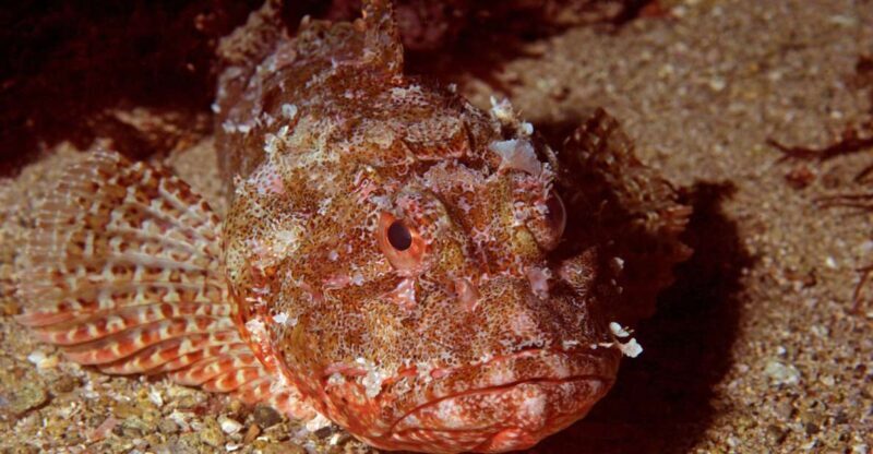 Goat Island Marine Reserve: Full-Day Dive Charter - Key Points