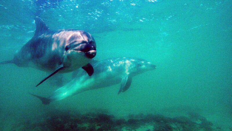 Goat Island Marine Reserve: Full-Day Dive Charter - A Deep Dive into the Itinerary