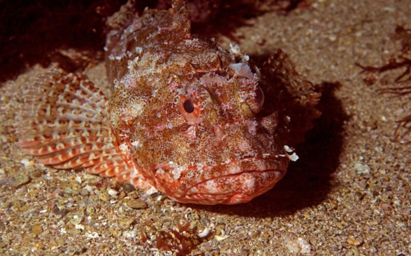 Goat Island Marine Reserve: Full-Day Dive Charter - Who Should Consider This Tour?