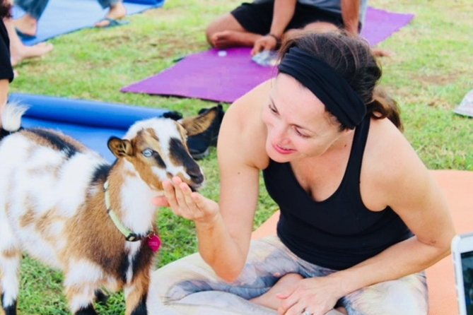 goat-yoga-with-miniature-goats-in-maui-2