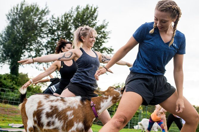 goat-yoga-with-miniature-goats-in-maui-2