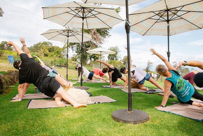 goat-yoga-with-miniature-goats-in-maui-2