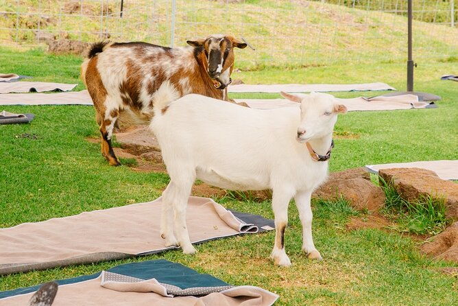 goat-yoga-with-miniature-goats-in-maui-2