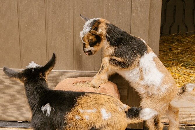 goat-yoga-with-miniature-goats-in-maui-2