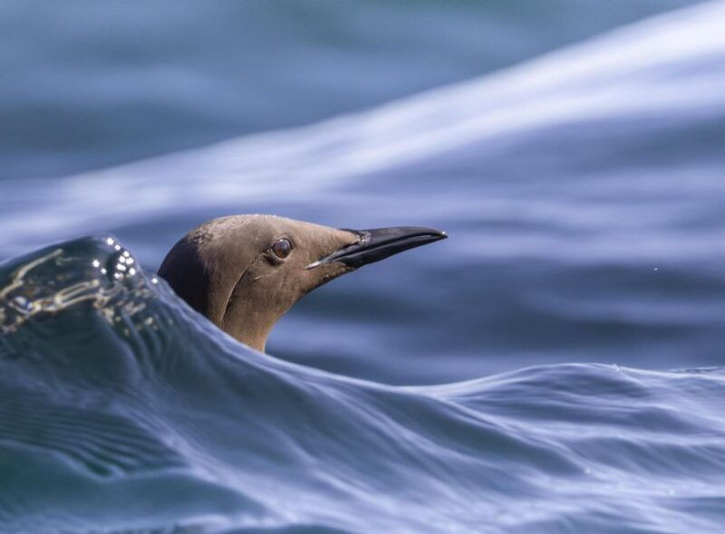 godrevy-to-hells-mouth-boat-trip
