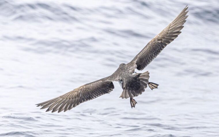 godrevy-to-hells-mouth-boat-trip