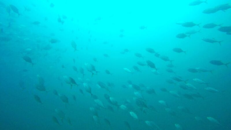Gold Coast: 3-Day PADI Open Water Course - What’s Included and What’s Not