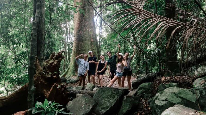 Gold Coast: 6 Waterfalls, Koalas & Natural Bridge Day Tour - Introduction