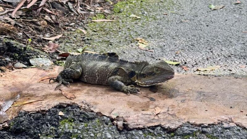 Gold Coast: 6 Waterfalls, Koalas & Natural Bridge Day Tour - The Sum Up