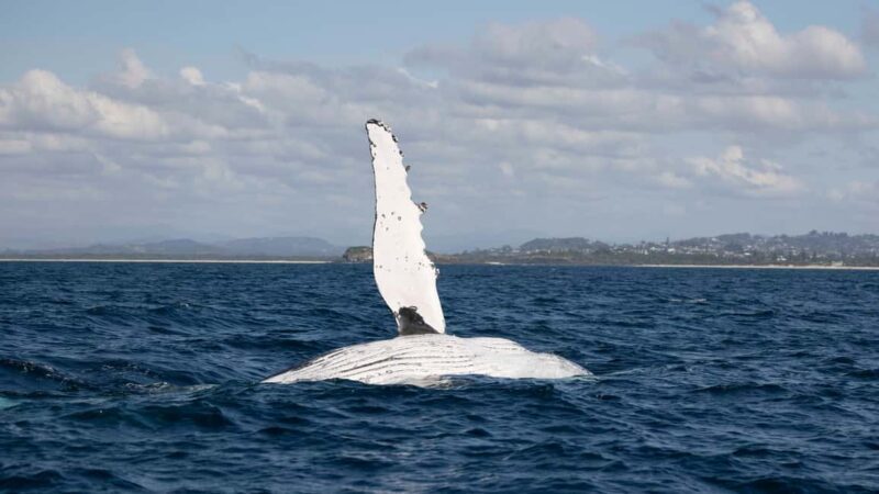Gold Coast/Coolangatta: Whale Watching with Marine Biologist - Key Points
