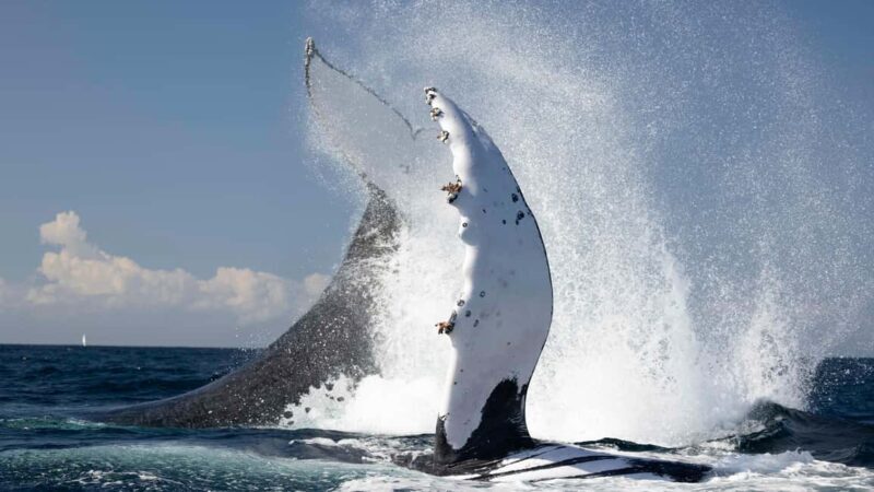 Gold Coast/Coolangatta: Whale Watching with Marine Biologist - Introduction: What to Expect from This Whale Watching Tour