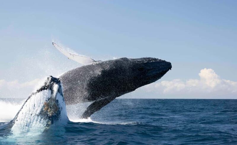 Gold Coast/Coolangatta: Whale Watching with Marine Biologist - Practical Tips for Your Whale Watching Trip