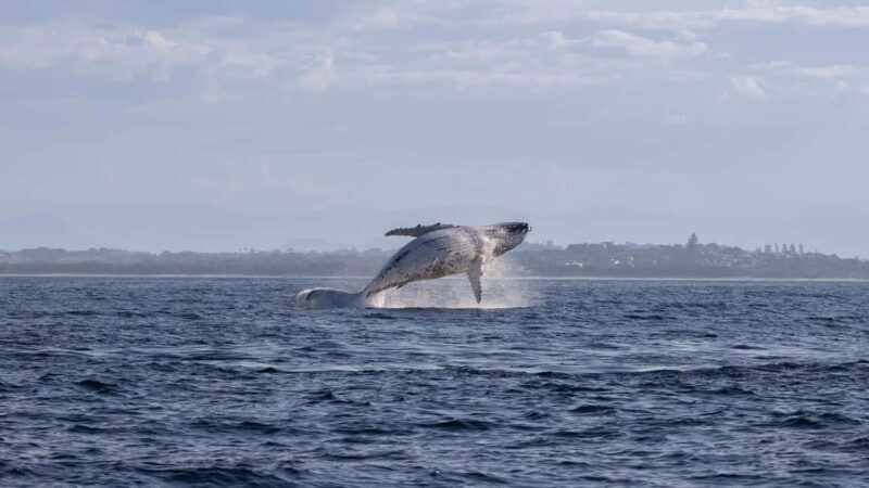 Gold Coast/Coolangatta: Whale Watching with Marine Biologist - The Sum Up: Is This Tour Worth It?