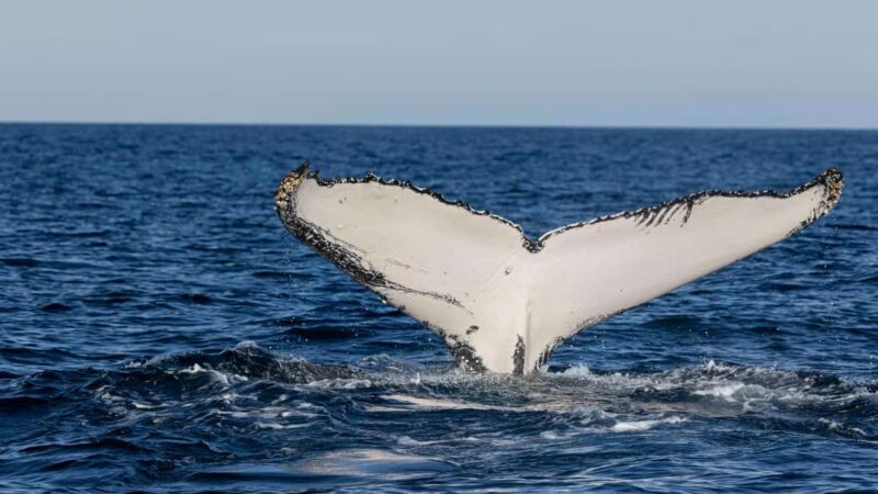 Gold Coast/Coolangatta: Whale Watching with Marine Biologist - FAQ