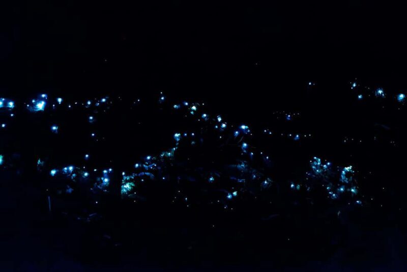 Gold Coast: Evening Rainforest and Glow Worm Experience - Key Points