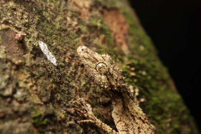 Gold Coast: Evening Rainforest and Glow Worm Experience - Highlights That Make This Tour Special