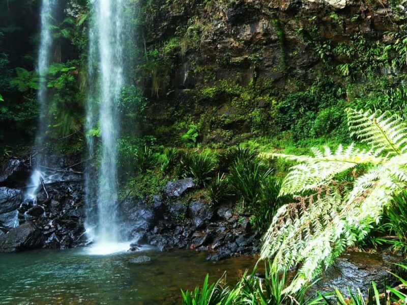 Gold Coast: Glow Worms Day/Night Rainforest & Waterfall Walk - The Guides and Experience Quality