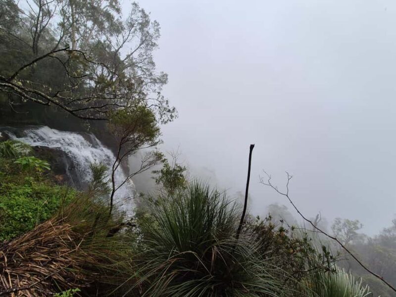 Gold Coast: Glow Worms Day/Night Rainforest & Waterfall Walk - Why This Tour Works Well