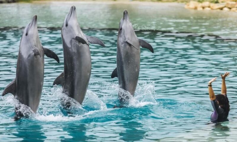 Gold Coast: Hopo Ferry & Sea World Entry Combo Ticket - At Sea World: Rides, Animals, and Shows