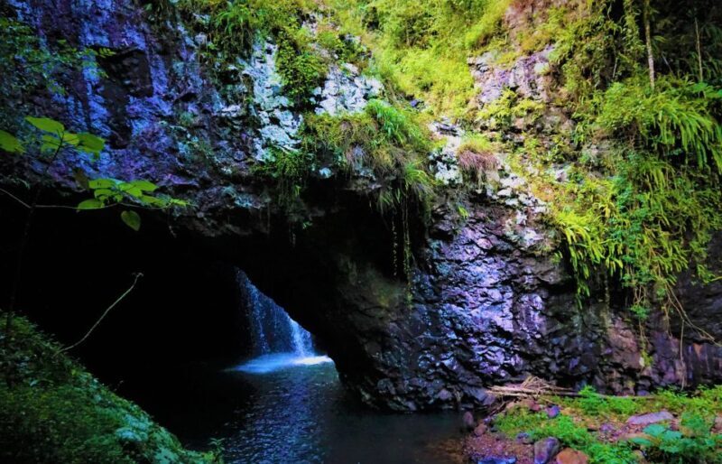Gold Coast: Kangaroos, Rainforest & Waterfalls Experience - Exploring the Gold Coast: Kangaroos, Rainforest & Waterfalls Experience