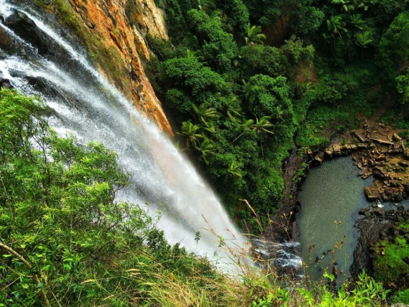 Gold Coast: Kangaroos, Rainforest & Waterfalls Experience - Key Points