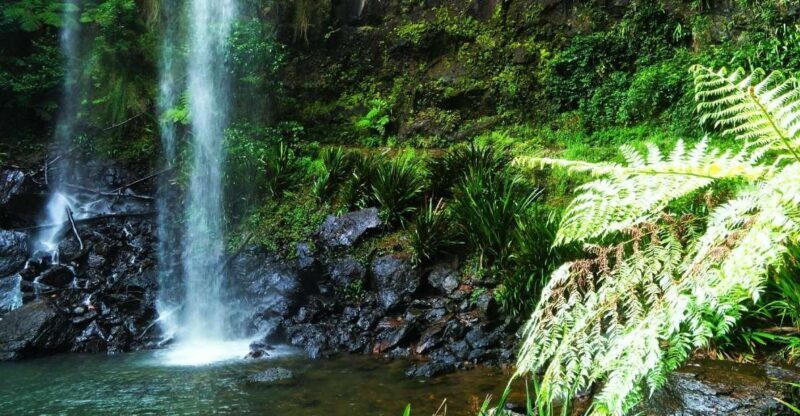 Gold Coast: Kangaroos, Rainforest & Waterfalls Experience - The Practical Side: Logistics, Value, and Tips