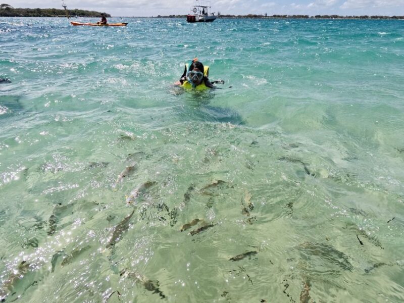 Gold Coast: Kayaking & Snorkelling Tour with Fish Feeding - Authentic Feedback from Travelers
