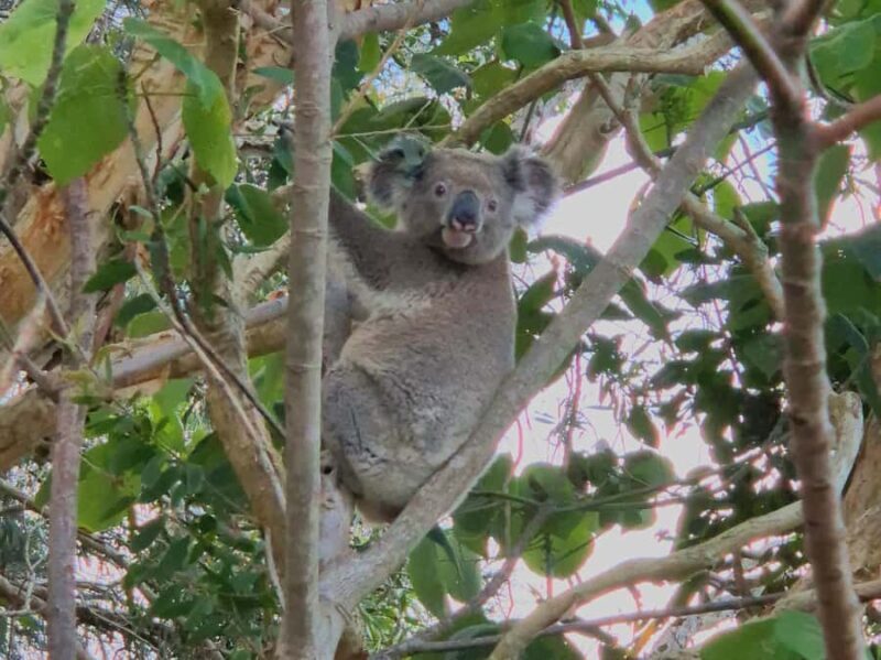 Gold Coast: Koalas, Glow Worms & Kangaroos Nature Experience - An Authentic, Wildlife-Focused Adventure