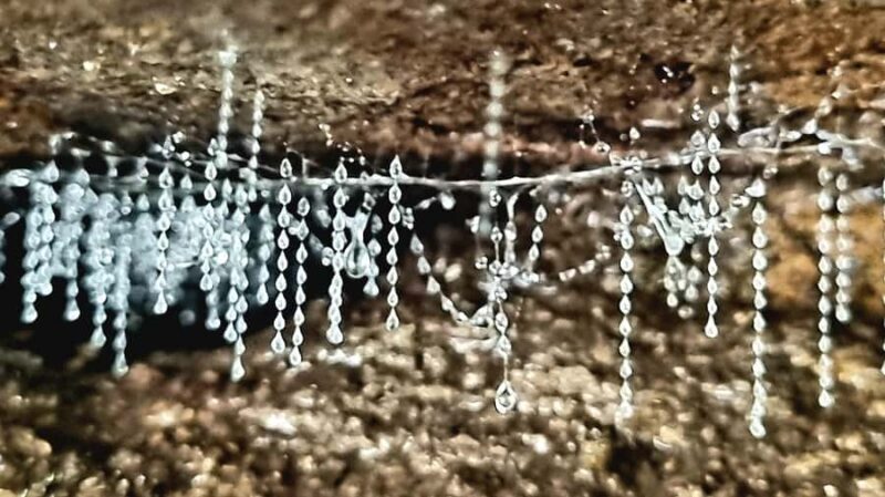 Gold Coast: Koalas, Glow Worms & Kangaroos Nature Experience - Stargazing or Sunrise Options