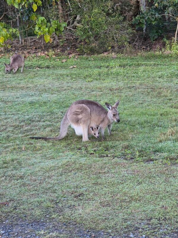 Gold Coast: Koalas, Glow Worms & Kangaroos Nature Experience - FAQs