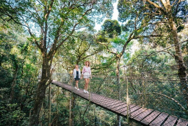 Gold Coast: Lamington Treetops, Wildlife and Vineyard Visit - Exploring the Itinerary in Detail