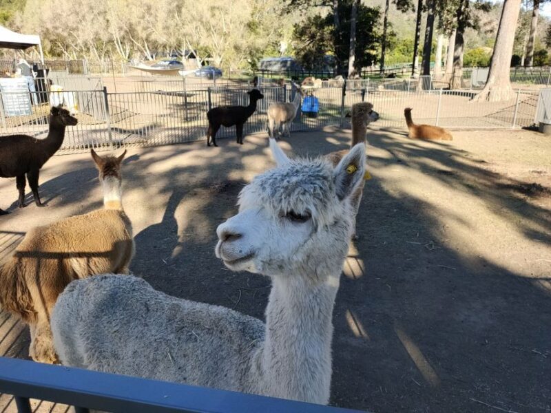 Gold Coast: Lamington Treetops, Wildlife and Vineyard Visit - Final Thoughts